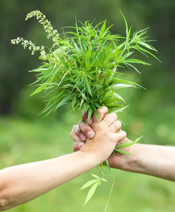 Two hands holding cannabis